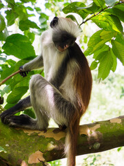 zanzibar