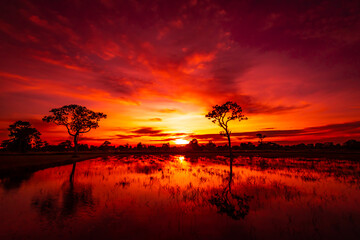 Amazing sunset and sunrise.Panorama silhouette tree in africa with sunset. Dark tree on open field dramatic sunrise.