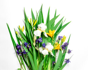 Fresh green leaves , yellow lily buds,white iris flowers and dew drops.Beautiful natural background.