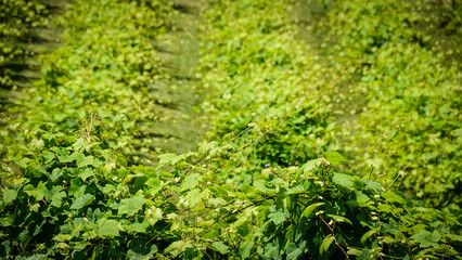 Fototapeta na wymiar Details of grape leaves and vines in a vineyard.