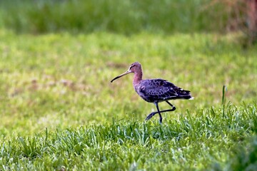 oiseau