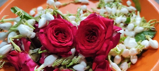 red and white roses