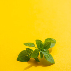 Leaf of raw green organic basil for salad on the yellow background