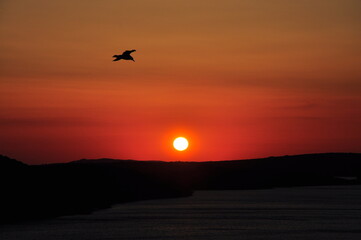 Red Sunset seagull silhouettes. Seagull in sunset sky. Flying seagulls over the sea at sunset. Seagulls at sea . Birds flying back home at sunset seaside of Mali Losinj, Croatia