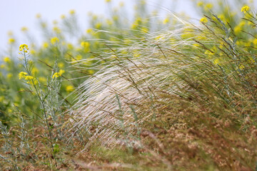Meadow overgrown with feathergrass and yellow flowers in a summer day as a background