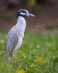 heron