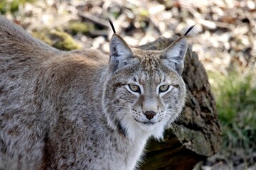lynx