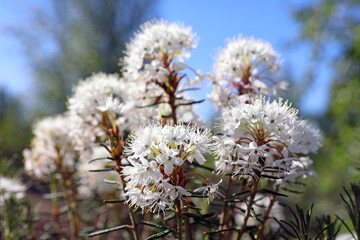 Ledum palustre. Mars tea in summer in the Arctic zone of Russia