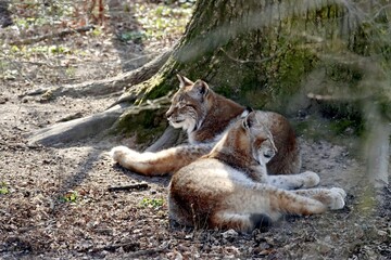 lynx