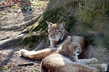 lynx