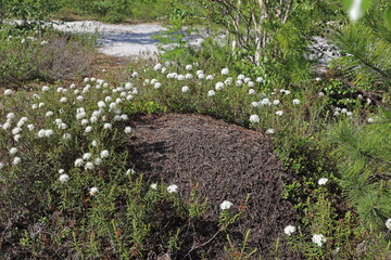 An anthill on a sunny day in the north of Siberia