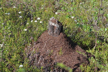 An anthill around a stump on a sunny day in northern Siberia