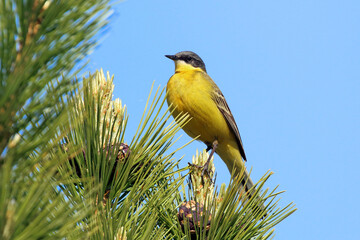 Eastern Yellow Wagtail in summer in the north of Western Siberia