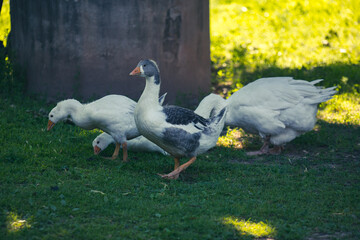 domestic geese eating green grass in yard