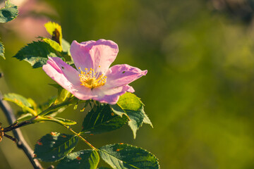 wild rose flower in Latvia meadow