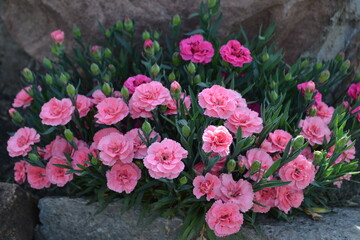 pink tulips in a garden