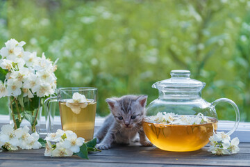 Newborn gray kitten near glass tea pot, a cup and a beautiful bouquet of jasmine flowers on the...