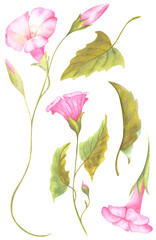 Watercolor isolated illustration of a pink convolvulus, flower arrangement on a white background.