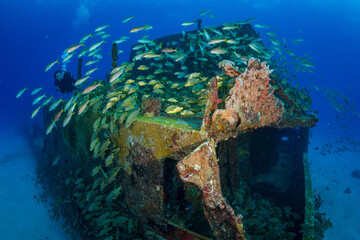 Blue-Stripped Grunts (Haemulon sciurus) on the Carib Cargo divesite off the Dutch Caribbean island...