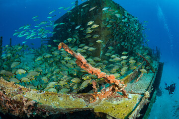 Fototapeta na wymiar Blue-Stripped Grunts (Haemulon sciurus) on the Carib Cargo divesite off the Dutch Caribbean island of Sint Maarten