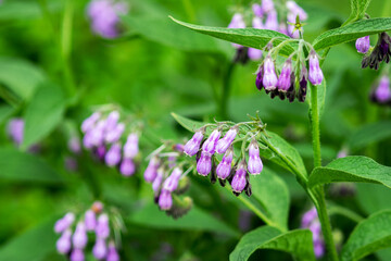 Purple flowering comfrey medicinal in a meadow or in a field close-up. Plant symphytum officinale...