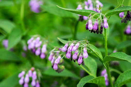 Purple flowering comfrey medicinal in a meadow or in a field close-up. Plant symphytum officinale on the lawn in the park
