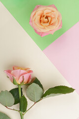 Top view of pink roses on pastel colors background with copy space