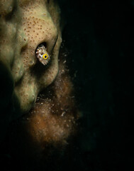 Fototapeta premium Spinyhead blenny (Acanthemblemaria spinosa) on the Thunderdome divesite off the coast of Provodenciales, Turks and Caicos Islands