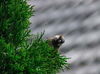 Naklejka na ściany i meble bird on a branch