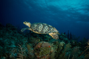 Fototapeta na wymiar Hawksbill turtle at dawn on the G-Spot divesite off the island of French Cay, Turks and Caicos Islands