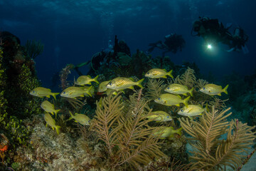 Fototapeta na wymiar French grunt (Haemulon flavolineatumat) at dawn on the G-Spot divesite off the island of French Cay, Turks and Caicos Islands