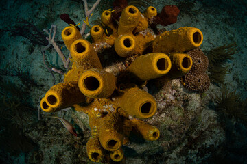 Branching tube sponge (Pseudoceratina crassa) at dawn on the G-Spot divesite off the island of...