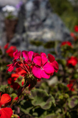 photo of a red flower growing in the park