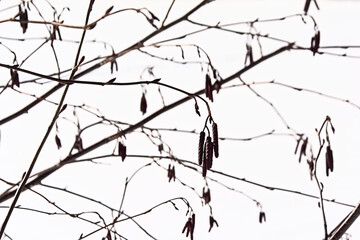 alder twigs with catkins, isolated on white background