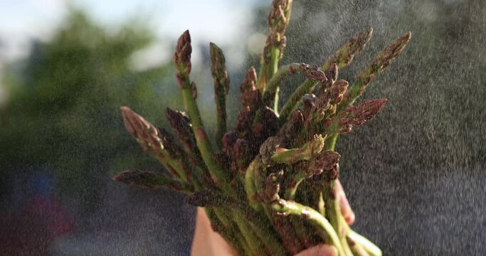 Young juicy asparagus in hands of man. Vegan healthy food.