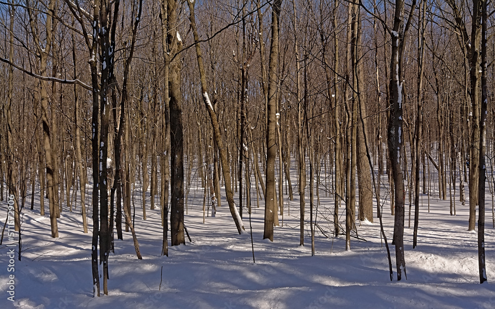 Wall mural sunny mont royal forest in winter, montreal, quebec, canada