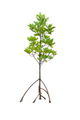 mangrove tree with prop root and aerial roots isolated on white background.