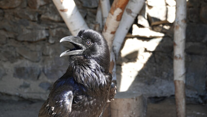 Posing smart bird black crow