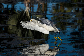 Snowy Egret (Egretta thula) Taking Off