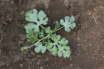 watermelon in the field. watermelon sprout on a farmer's bed. crop cultivation. gourd culture. berry in the garden