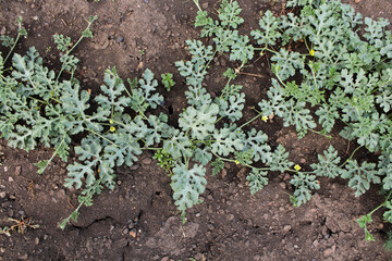 plants in a garden. watermelon in the field. watermelon sprout on a farmer's bed. crop cultivation. gourd culture. berry in the garden