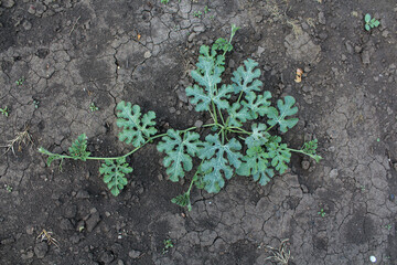 watermelon in the field. watermelon sprout on a farmer's bed. crop cultivation. gourd culture. berry in the garden