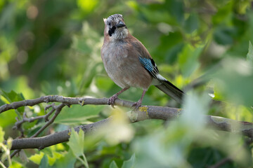 Obraz premium Eichelhäher auf einem Ast