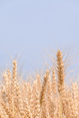 closeup the bunch ripe yellow brown wheat stitch plant growing with leaves in the farm field soft focus natural sky brown background.