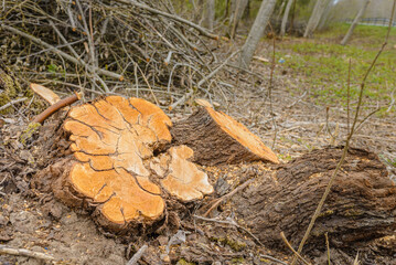 Deforestation, forest clearing,tree stumps and felled forest. Deforested area in a forest with cutted trees.Close up.