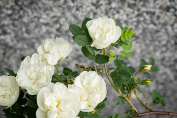 Rose flower bloom in the garden with blurred stone wall background. White petals and green leaves. Beautiful shrub blossom in spring and summer. Flora and gardening. Close up, selective soft focus