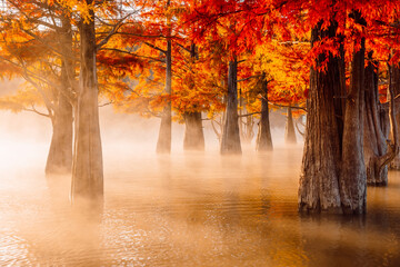 Trees in water with red needles, sunrise light and fog. Autumnal swamp cypresses on lake with...