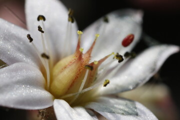 Macro fleur de plante grasse