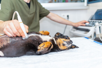 Dog having ultrasound scan in vet office.Little dog terrier in veterinary clinic. - obrazy, fototapety, plakaty