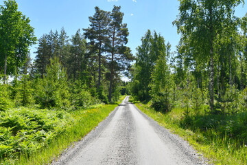 Fototapeta na wymiar Narrow gravel road through the forest